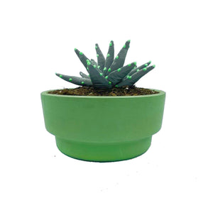ALOE VERA REFLECTANTE