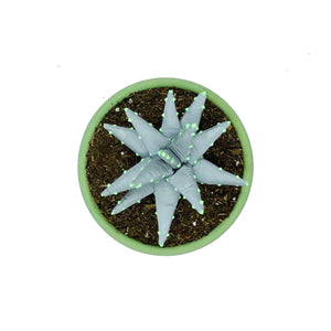 ALOE VERA REFLECTANTE