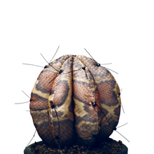 Cargar imagen en el visor de la galería, CACTUS SERPIENTE    ¨ Cuando la Flora quiere ser Fauna ¨
