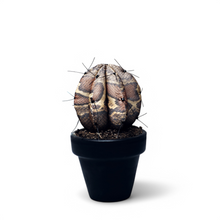 Cargar imagen en el visor de la galería, CACTUS SERPIENTE    ¨ Cuando la Flora quiere ser Fauna ¨