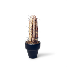 Cargar imagen en el visor de la galería, CACTUS SERPIENTE    ¨ Cuando la Flora quiere ser Fauna ¨