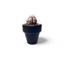 Cargar imagen en el visor de la galería, CACTUS SERPIENTE    ¨ Cuando la Flora quiere ser Fauna ¨