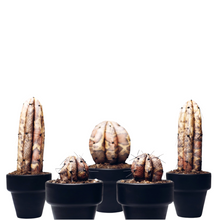 Cargar imagen en el visor de la galería, CACTUS SERPIENTE    ¨ Cuando la Flora quiere ser Fauna ¨