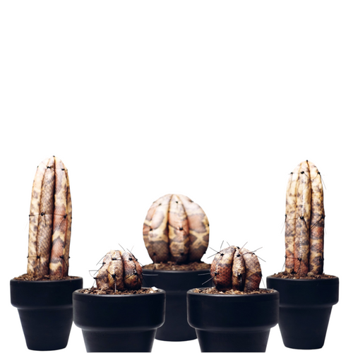 CACTUS SERPIENTE    ¨ Cuando la Flora quiere ser Fauna ¨