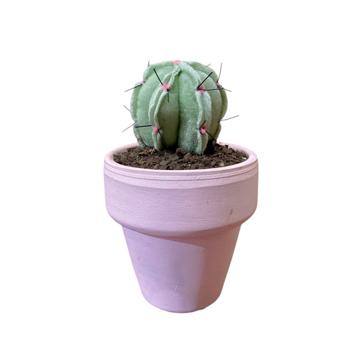 Mini Cactus TERCIOPELO