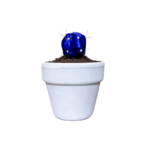 Mini Cactus Brillos Metalizados