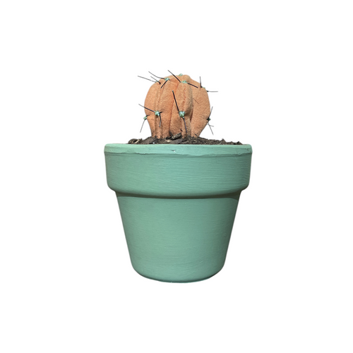 Mini Cactus