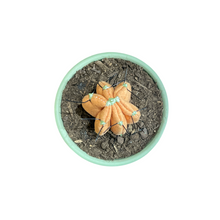 Cargar imagen en el visor de la galería, Mini Cactus