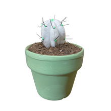 Cargar imagen en el visor de la galería, Mini Cactus GLOW