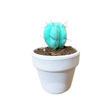 Cargar imagen en el visor de la galería, Mini Cactus GLOW