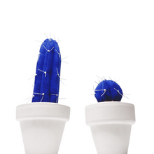 Cargar imagen en el visor de la galería, Cactus Azul Klein
