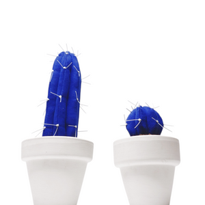 Cactus Azul Klein