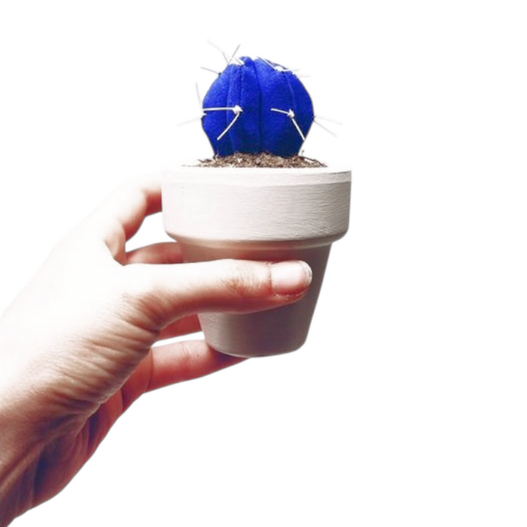 Cactus Azul Klein