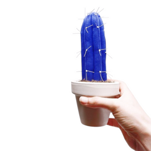 Cactus Azul Klein