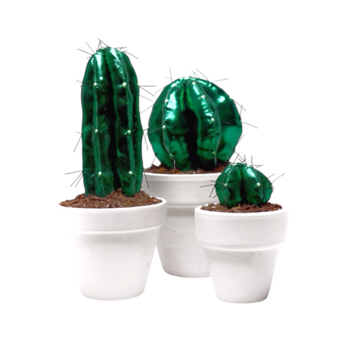 CACTUS ESCARABAJO ¨ Cuando la Flora quiere ser Fauna ¨