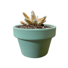 Cargar imagen en el visor de la galería, ALOE VERA