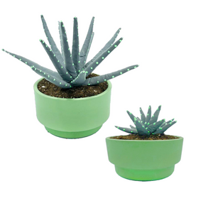 ALOE VERA REFLECTANTE