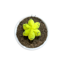 Cargar imagen en el visor de la galería, Mini Cactus GLOW
