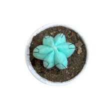 Cargar imagen en el visor de la galería, Mini Cactus GLOW