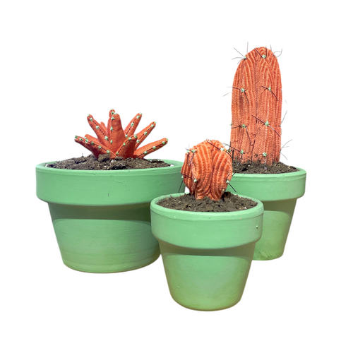 CACTUS Y ALOE VERA