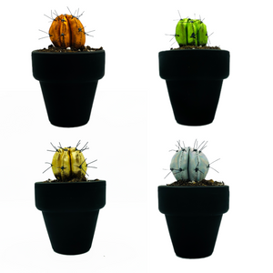Mini Cactus - Brillos metalizado