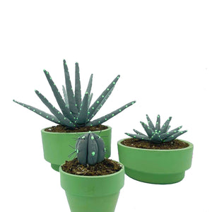 Mini Cactus - S - Reflectante Plata