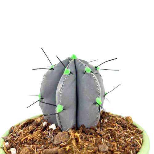 Mini Cactus - S - Reflectante Plata