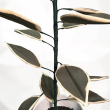 Cargar imagen en el visor de la galería, Ficus - L - Verde y Blanco