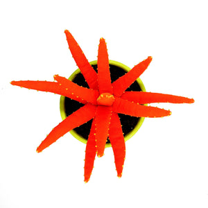 Aloe Vera - M - Naranja Fluor