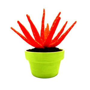 Aloe Vera - M - Naranja Fluor