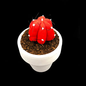 Mini Cactus - S - Colección BÁSICOS / Rojo