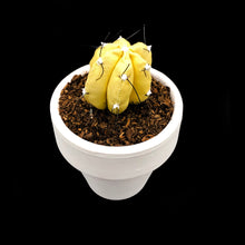 Cargar imagen en el visor de la galería, Mini Cactus - S - Colección BÁSICOS / Amarillo