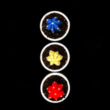 Cargar imagen en el visor de la galería, Mini Cactus - S -Colección BÁSICOS / Azul