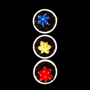 Mini Cactus - S -Colección BÁSICOS / Azul