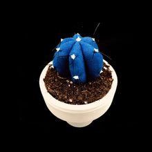 Cargar imagen en el visor de la galería, Mini Cactus - S -Colección BÁSICOS / Azul