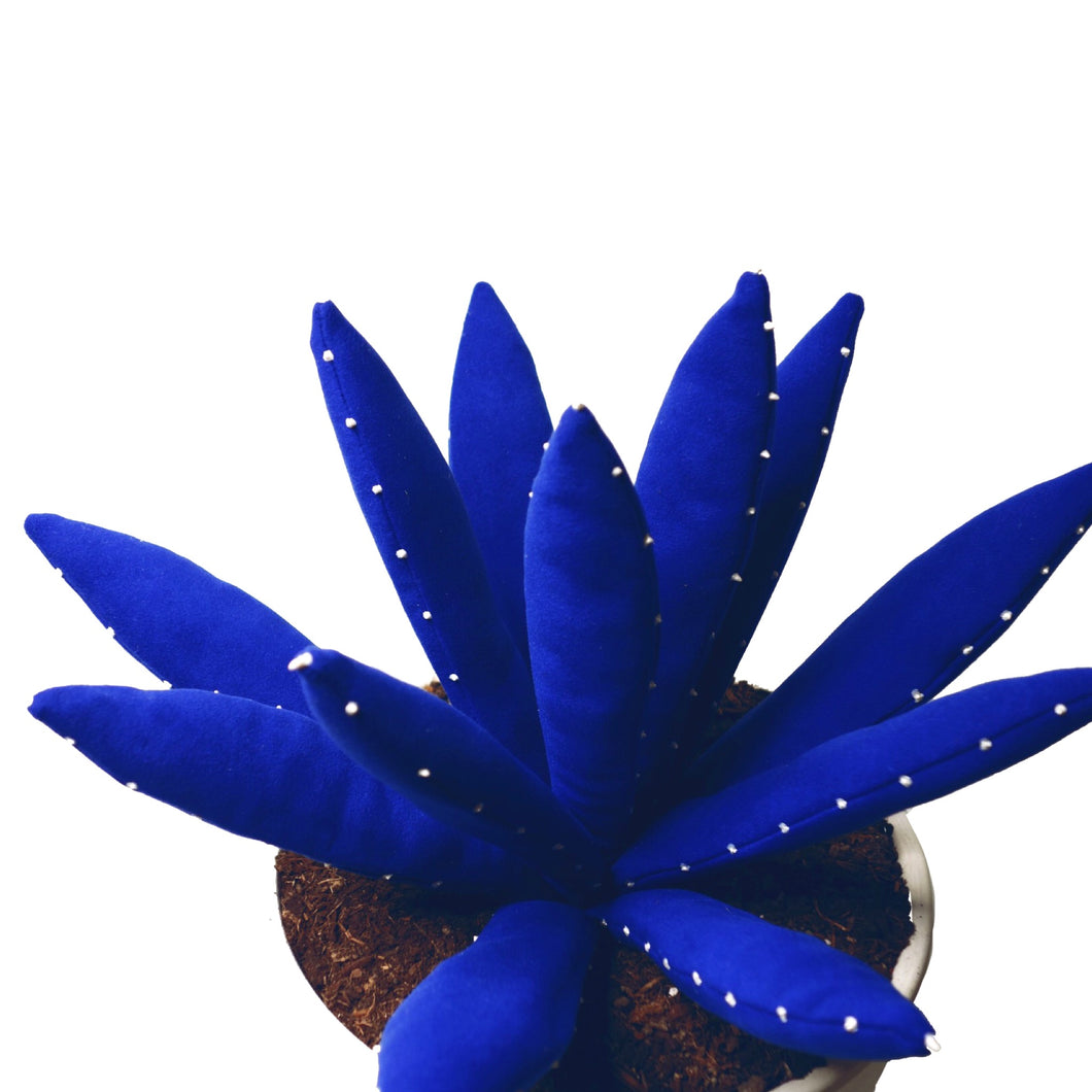 Aloe vera - Azul KLEIN
