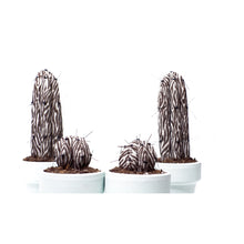 Cargar imagen en el visor de la galería, Mini Cactus  ¨ Cuando la Flora quiere ser Fauna ¨