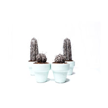 Cargar imagen en el visor de la galería, Mini Cactus - S - ¨ Cuando la Flora quiere ser Fauna ¨