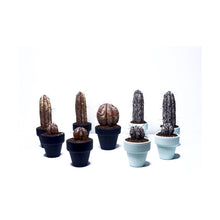 Cargar imagen en el visor de la galería, Mini Cactus - S - ¨ Cuando la Flora quiere ser Fauna ¨