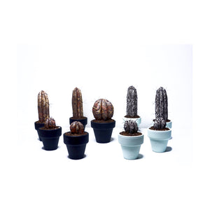 Mini Cactus - S - ¨ Cuando la Flora quiere ser Fauna ¨
