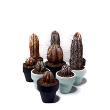 Cargar imagen en el visor de la galería, Mini Cactus  ¨ Cuando la Flora quiere ser Fauna ¨