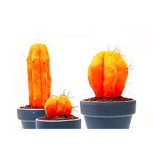 Cargar imagen en el visor de la galería, Mini Cactus
