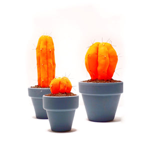 Ferocactus - M -  Naranja Fluorescente