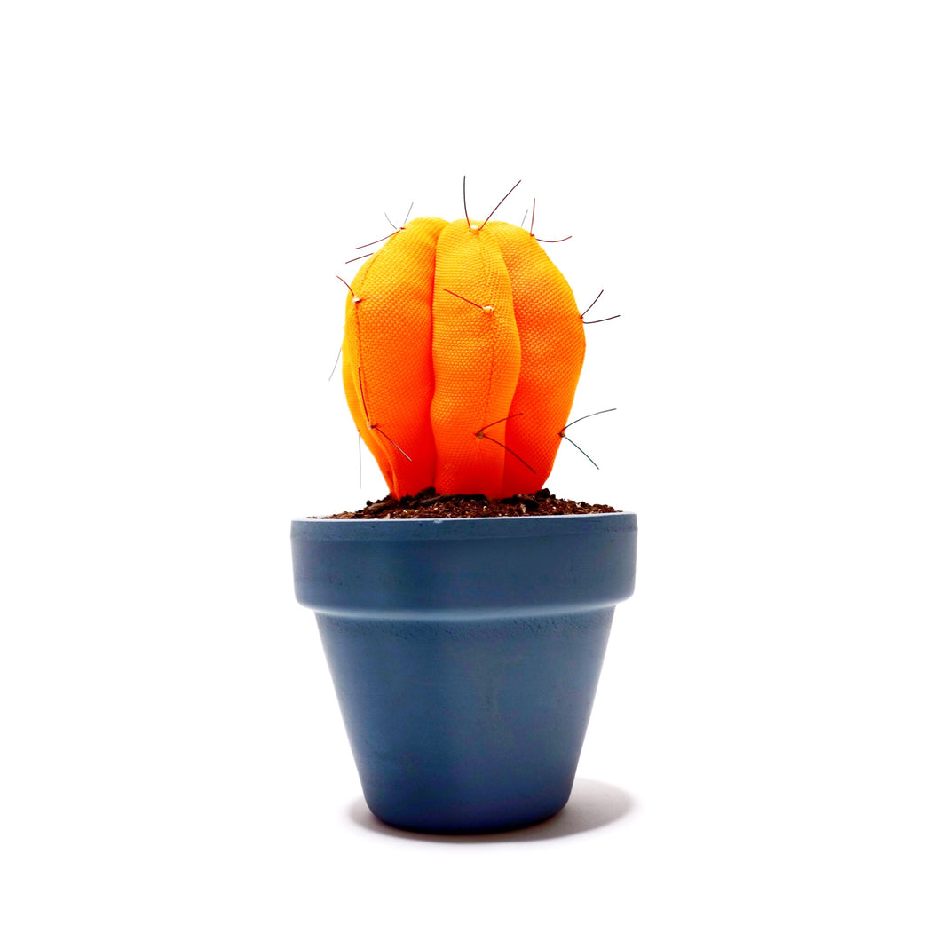 Ferocactus - M -  Naranja Fluorescente