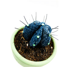 Cargar imagen en el visor de la galería, Mini Cactus - S - Vaquero Oscuro