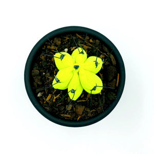 Mini Cactus - S -  Amarillo Fluorescente