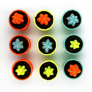 Mini Cactus - S -  Naranja Fluorescente