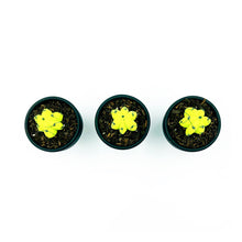Cargar imagen en el visor de la galería, Mini Cactus - S -  Amarillo Fluorescente