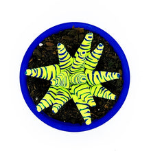 Cargar imagen en el visor de la galería, Aloe Vera - S - Zebra Amarillo Fluor