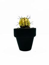 Cargar imagen en el visor de la galería, Mini Cactus - S - Dorado Brillo